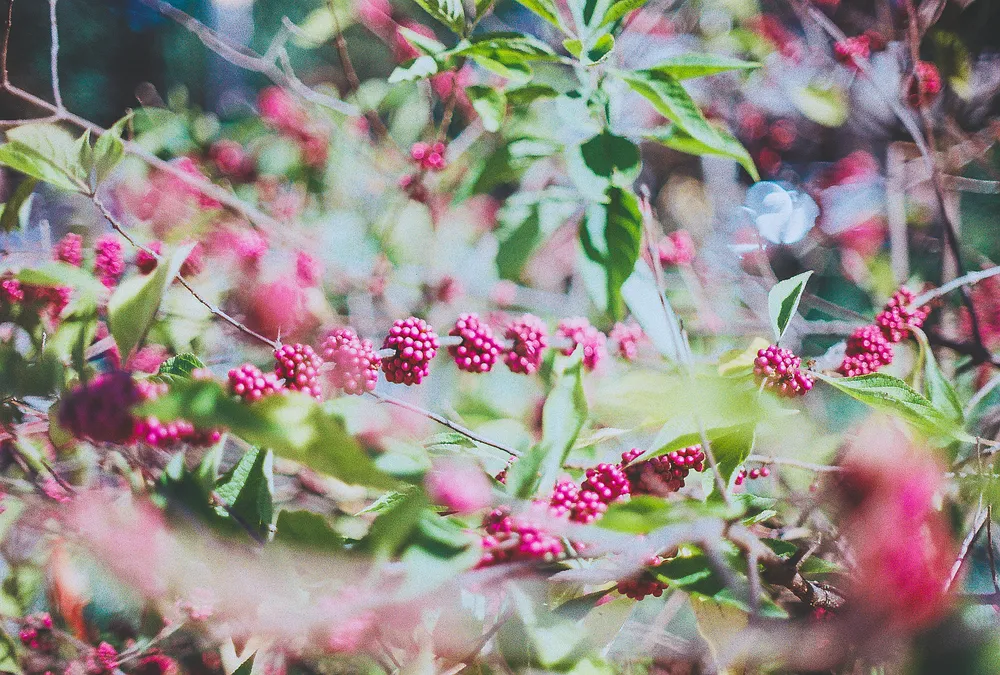 Rediscovering Film Photography: Shooting Kodacolor 200 With My Dad’s Canon A-1