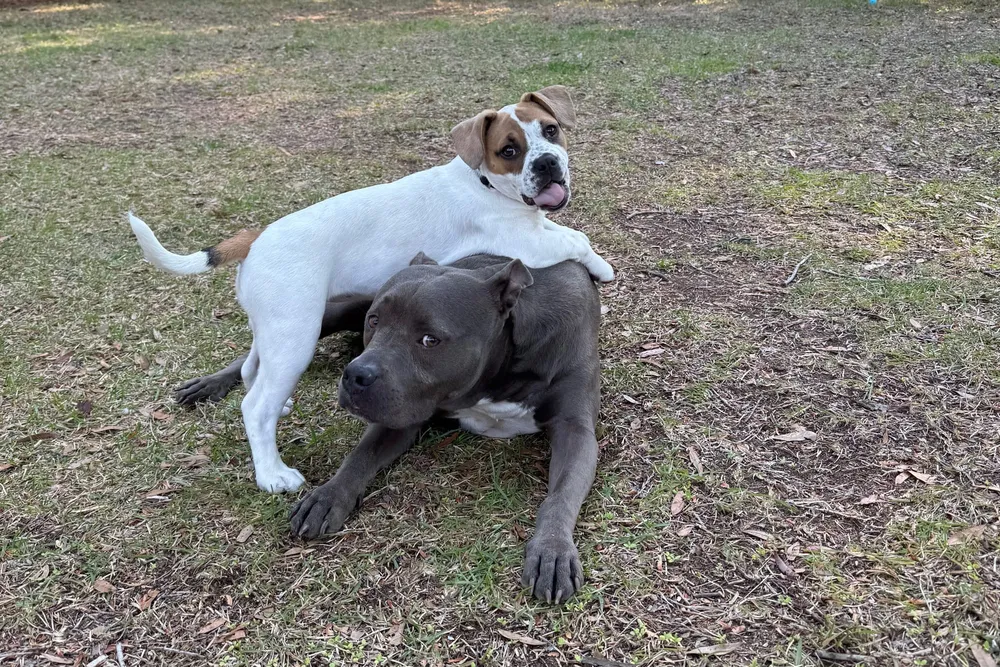 We Got Another Dog