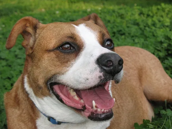 Otis
